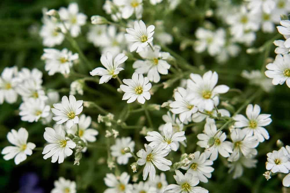 Snow-in-summer with white, star-like blossoms and silver foliage.