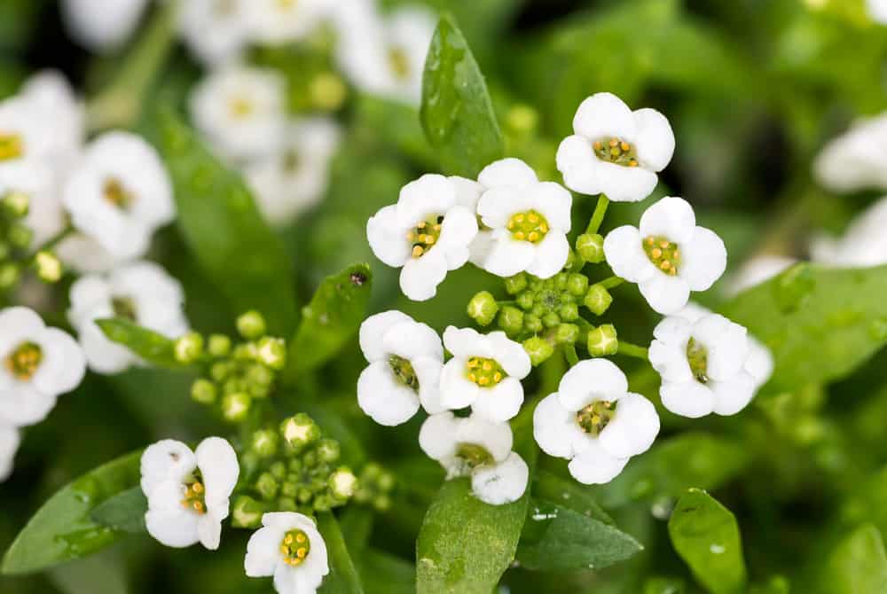 Sweet alyssum blooms with small, white flowers and yellow pollens.