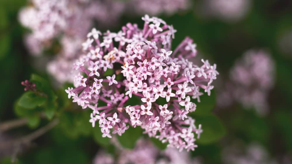 Macro photo of Valerian plant with tiny purple flowers clustered on its dark stem.