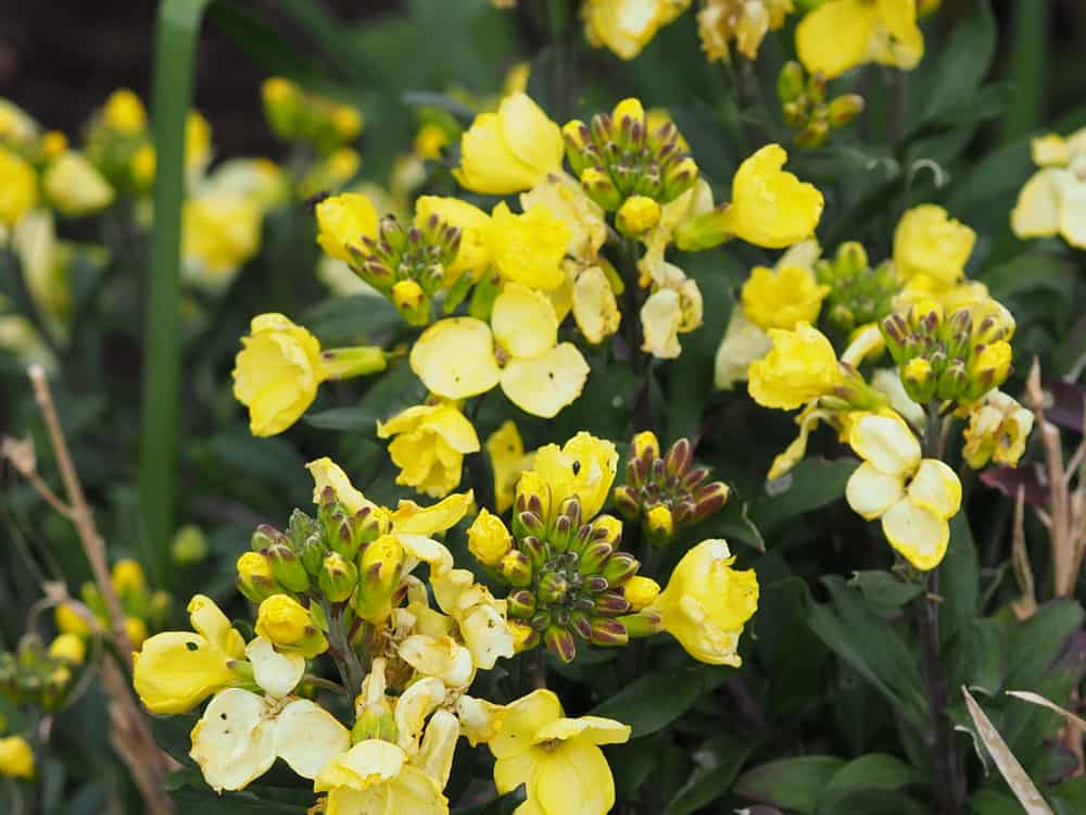 Wallflower with bright yellow blooms and dark green foliage.
