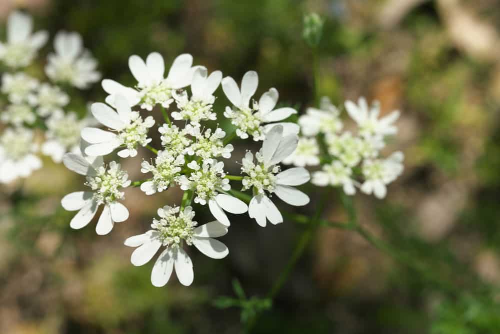 Macro photo of white lace flower with clusters of snow-white blooms sitting atop its green stems.