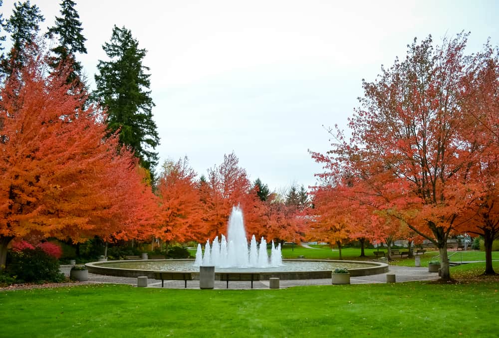 Park with central fountain and autumn foliage in Redmont, Washington.