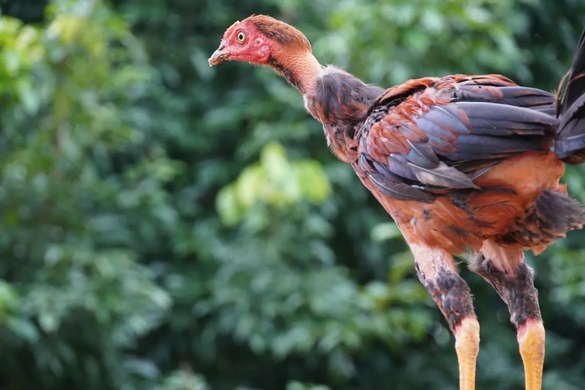 48 Different Types of Chickens - Home Stratosphere