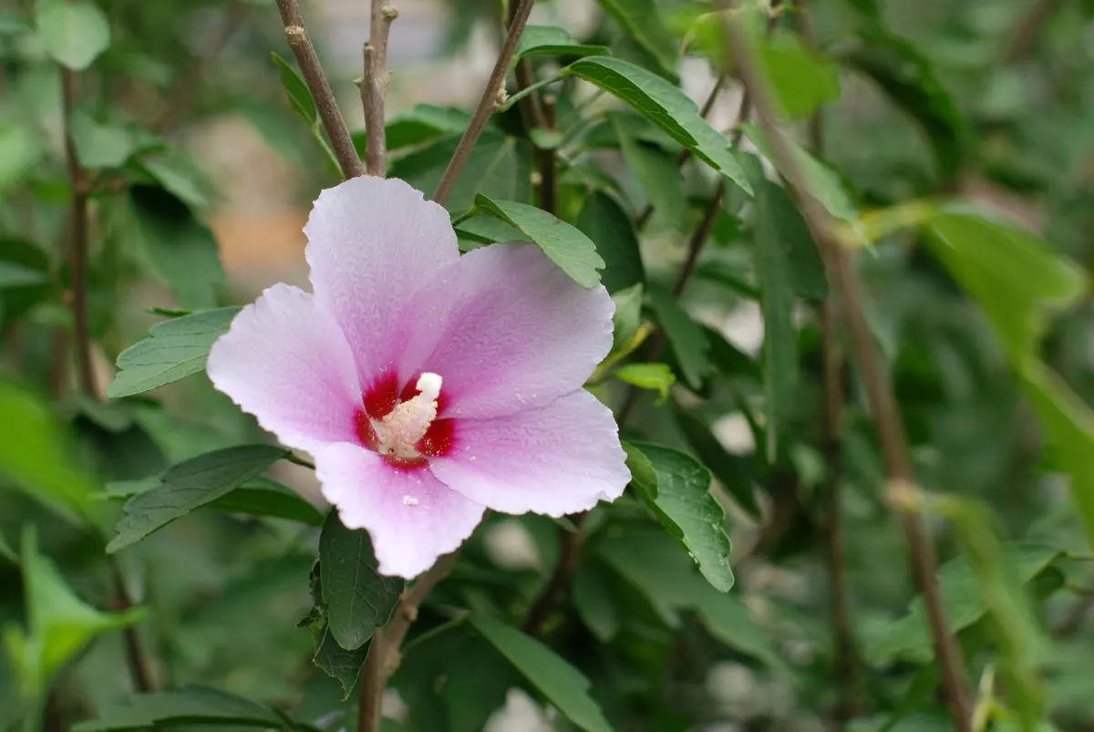 How to Care for a Rose of Sharon Shrub! - Home Stratosphere
