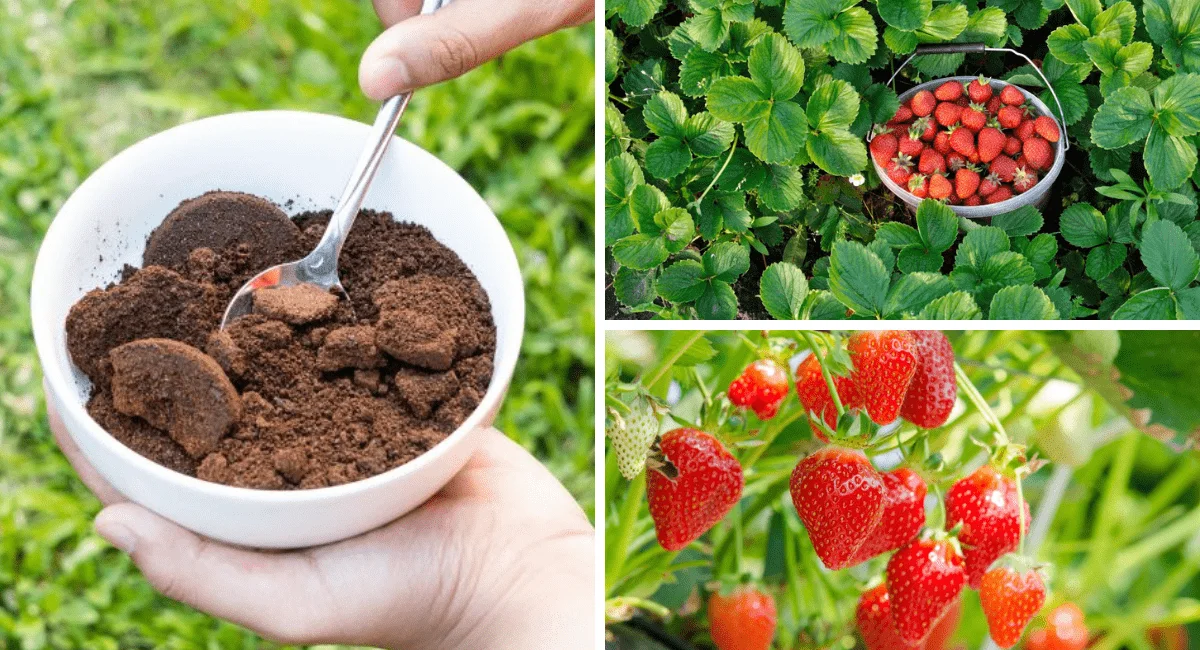 Are Coffee Grounds Good For Strawberry Plants?