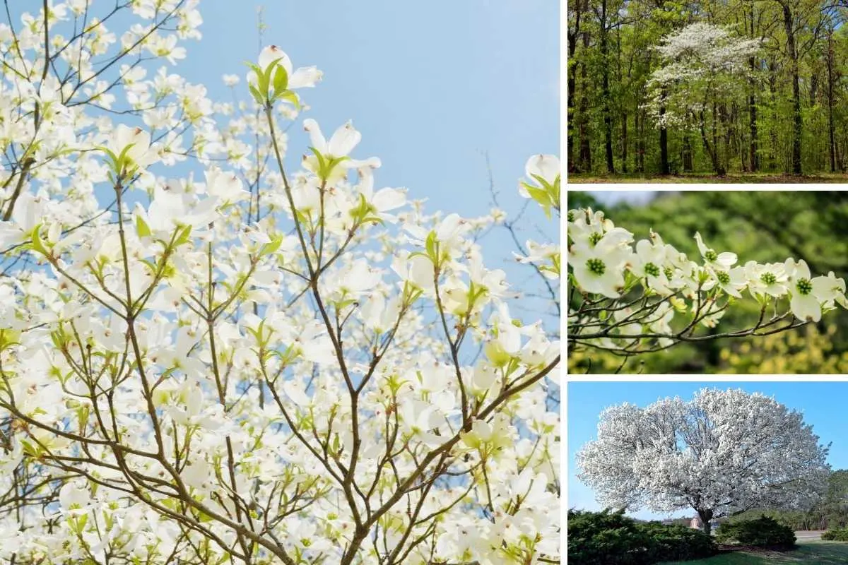 Do Dogwood Trees Bloom Every Year