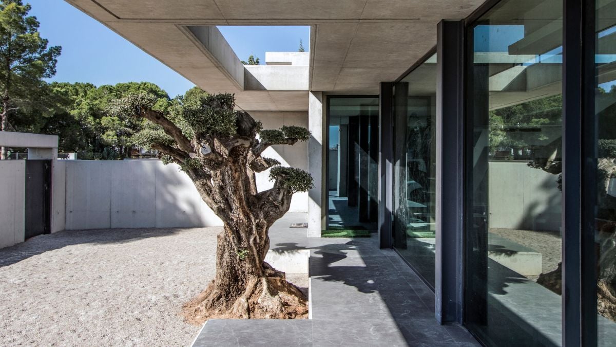 An image showcasing the exterior design of the house, featuring the olive tree as the focal point.