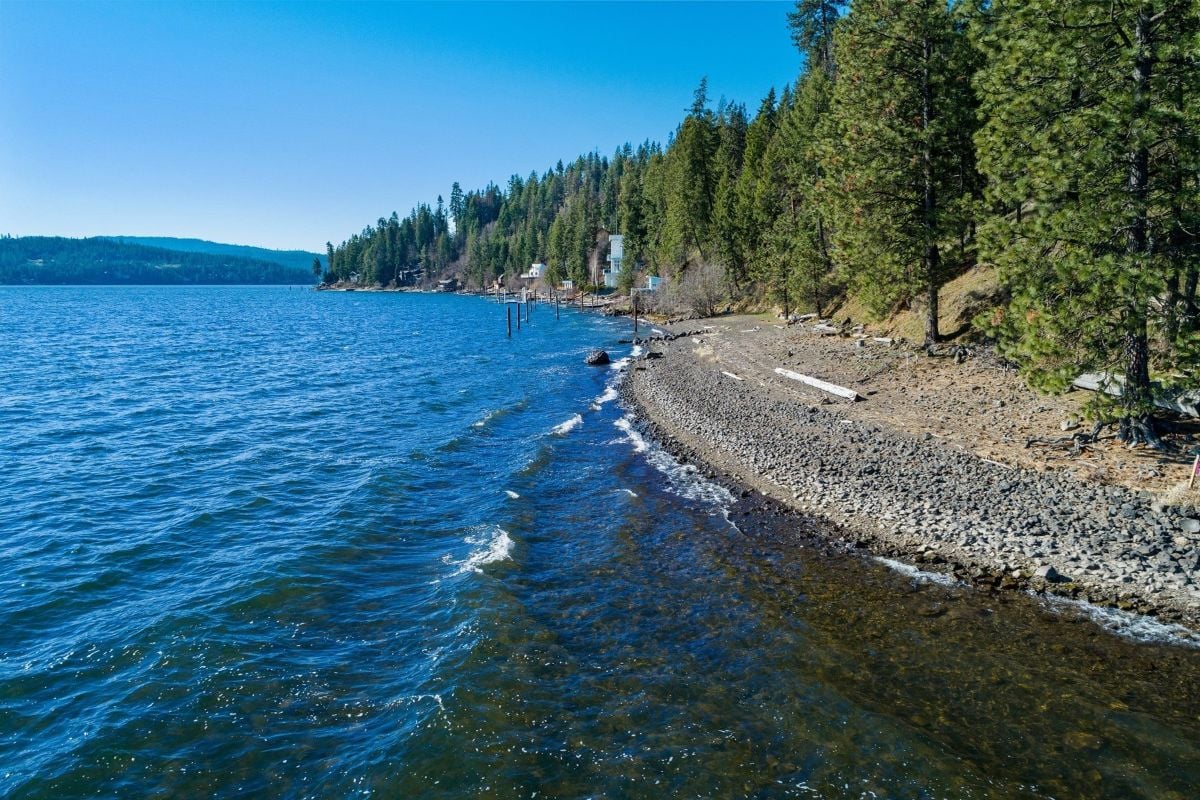The view of the shore and the pine trees that are native to the area.