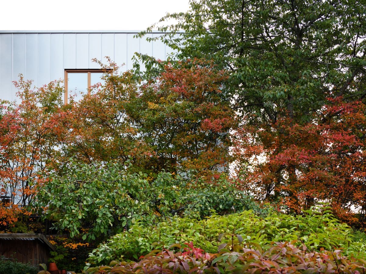 The vegetation and trees that surround the house.