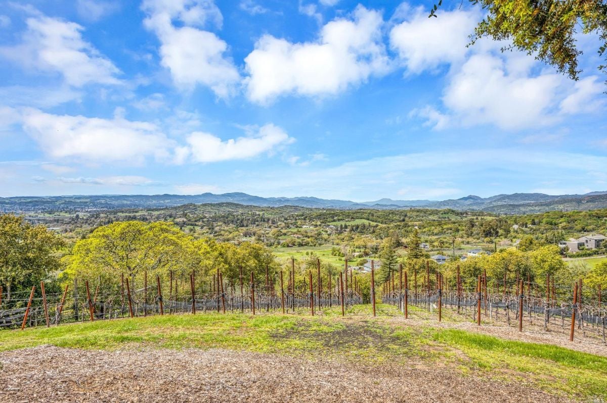 View of the vineyard from a hill.