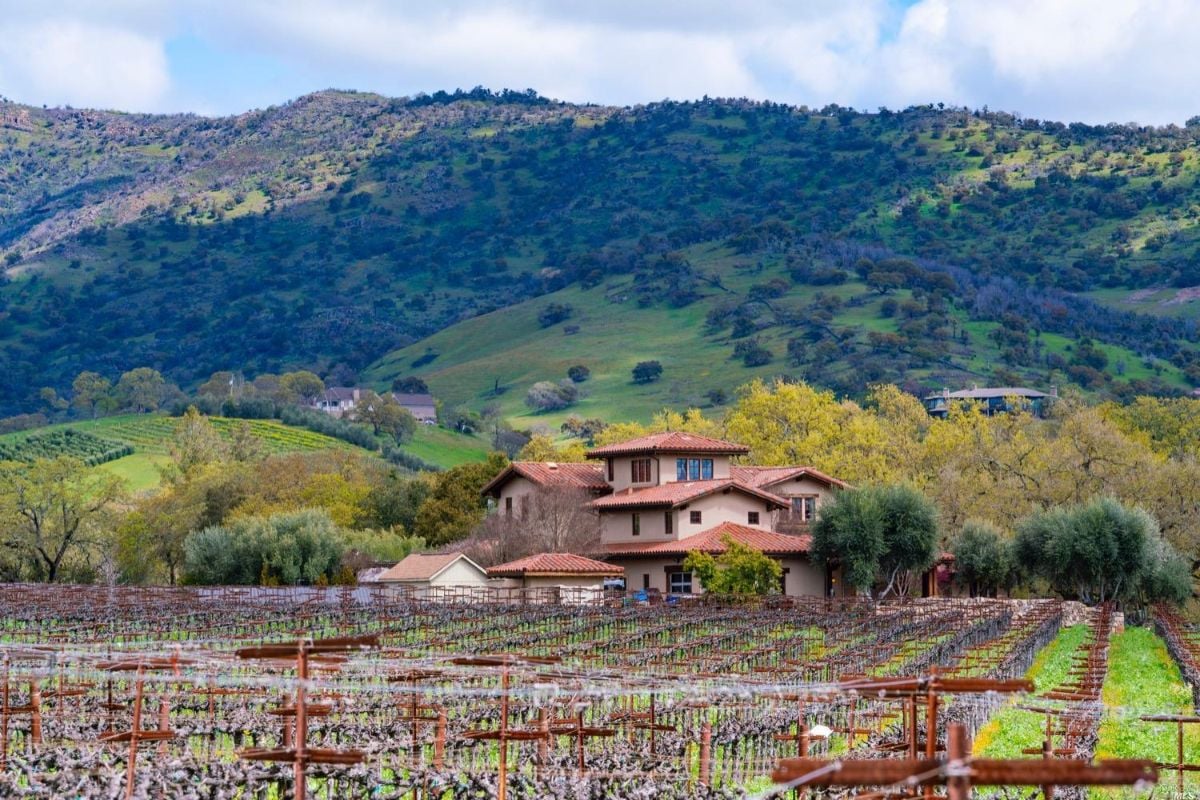 Vineyard of the mansion.