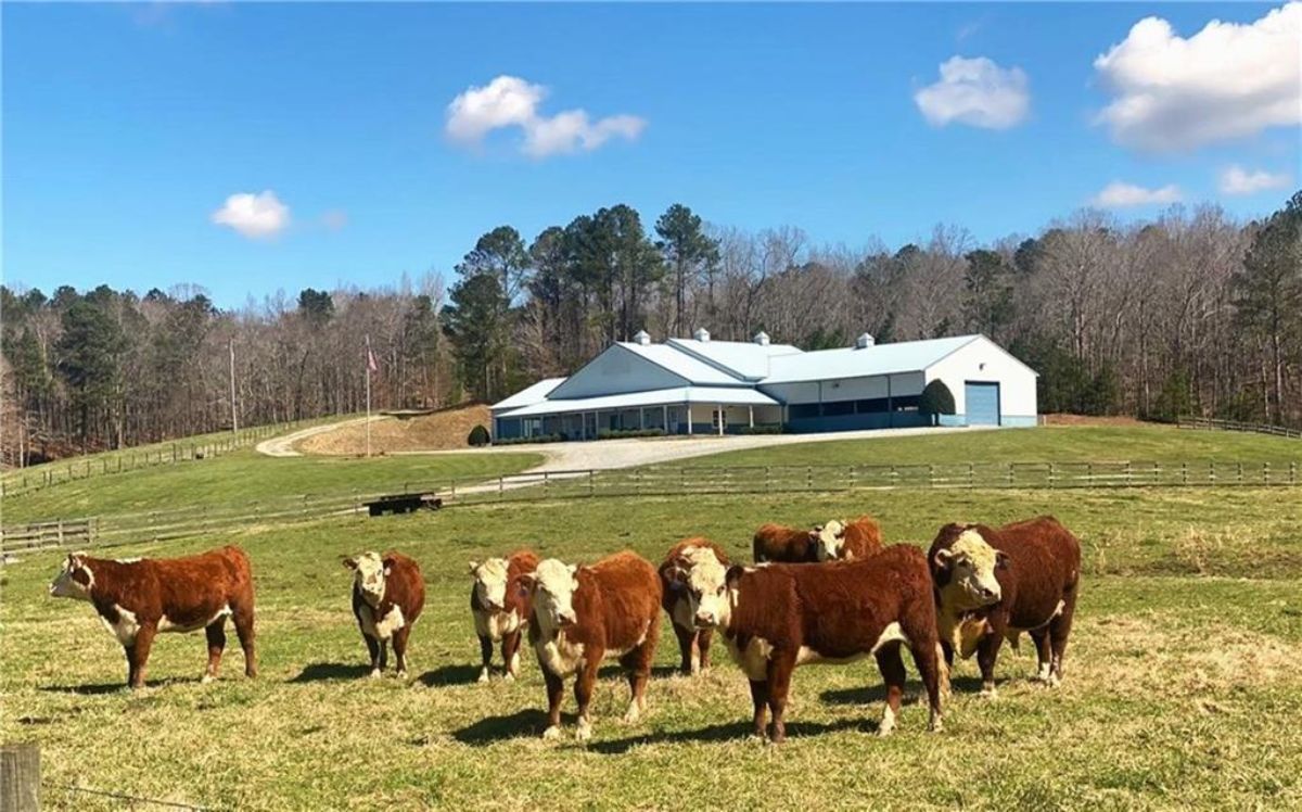 Cow and the barn.