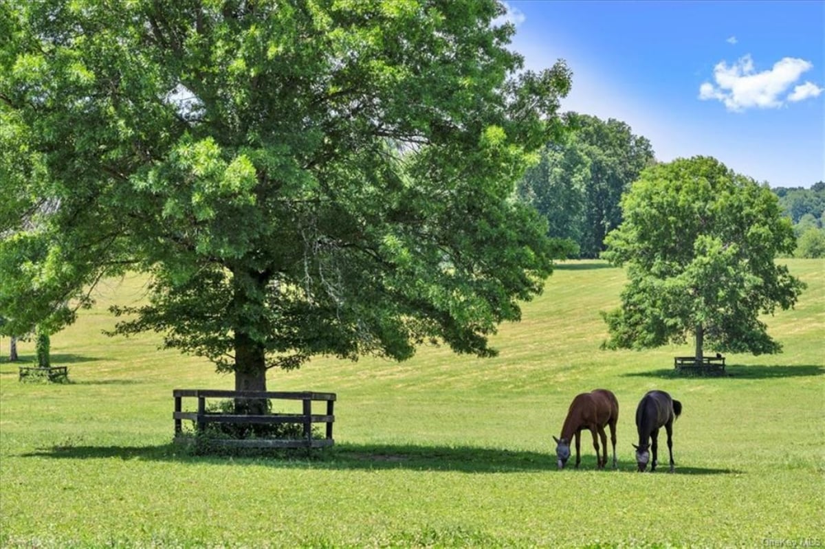 Grazing field