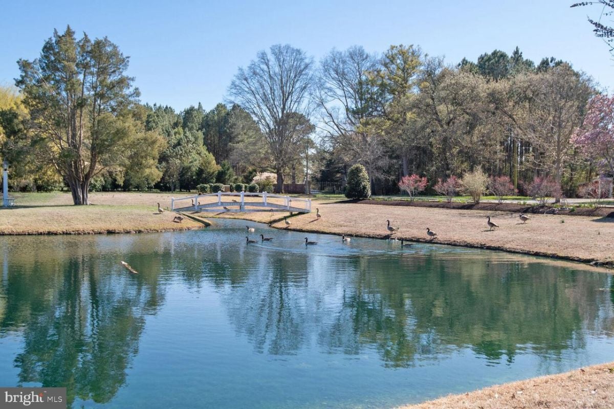 A pond with ducks in it.