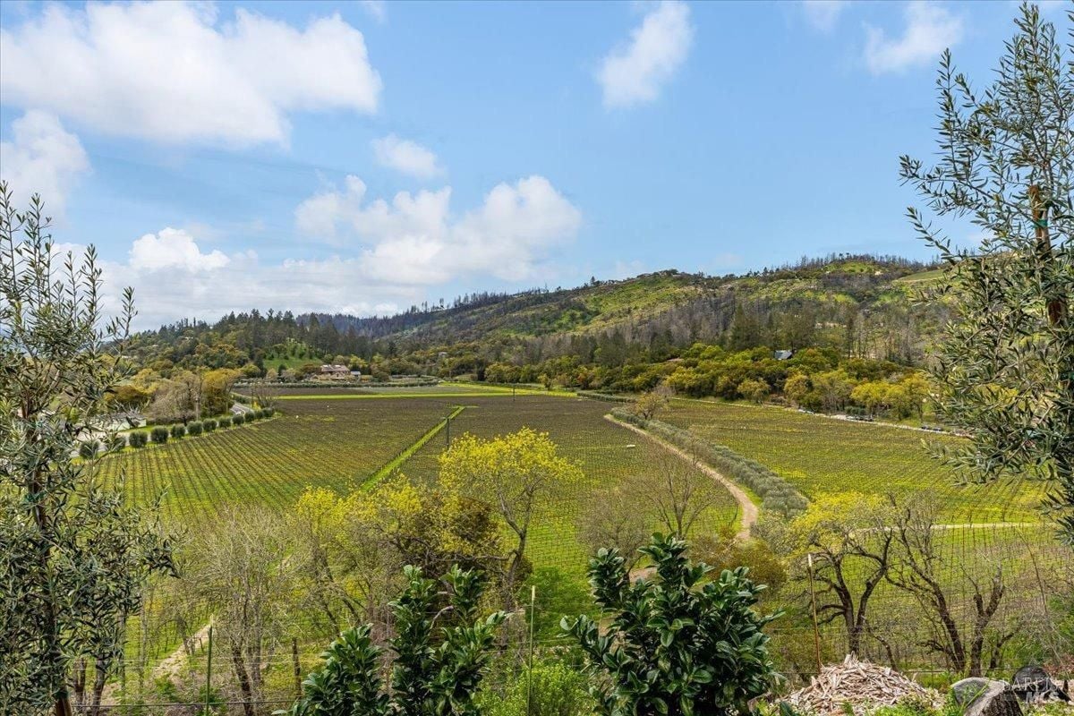 Vineyard