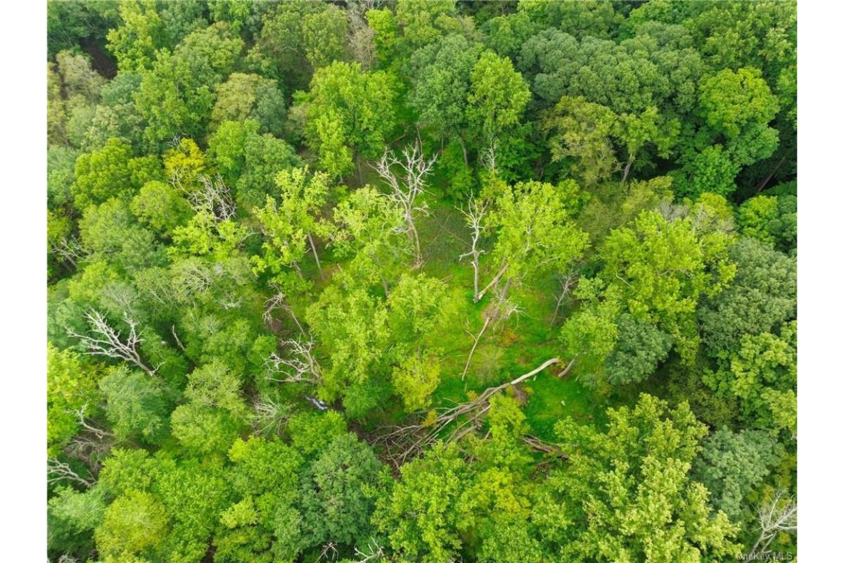 Forest area