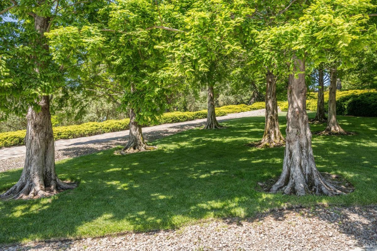 Landscape area with a group of trees providing shade over a green lawn. A gravel pathway runs through the space, bordered by trimmed shrubs. Sunlight filters through the dense canopy of leaves, casting shadows on the grass below.