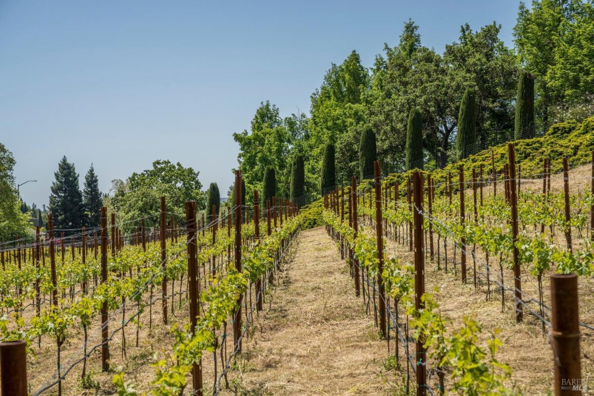 A vineyard with rows of grapevines supported by wooden posts and wires. The plants are neatly arranged in a straight formation on sloped, dry terrain. In the background, tall trees and greenery surround the vineyard under a clear blue sky.