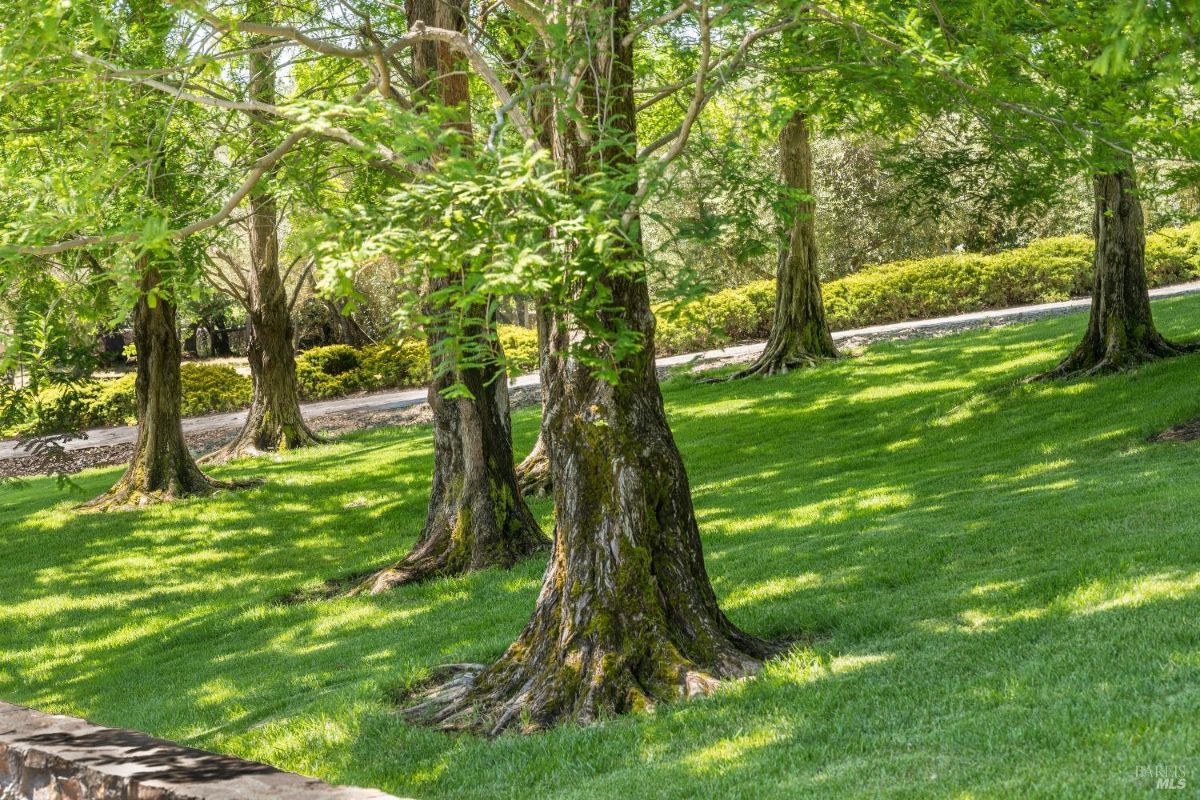Landscape area with a group of trees providing shade over a green lawn. A gravel pathway runs through the space, bordered by trimmed shrubs. Sunlight filters through the dense canopy of leaves, casting shadows on the grass below.