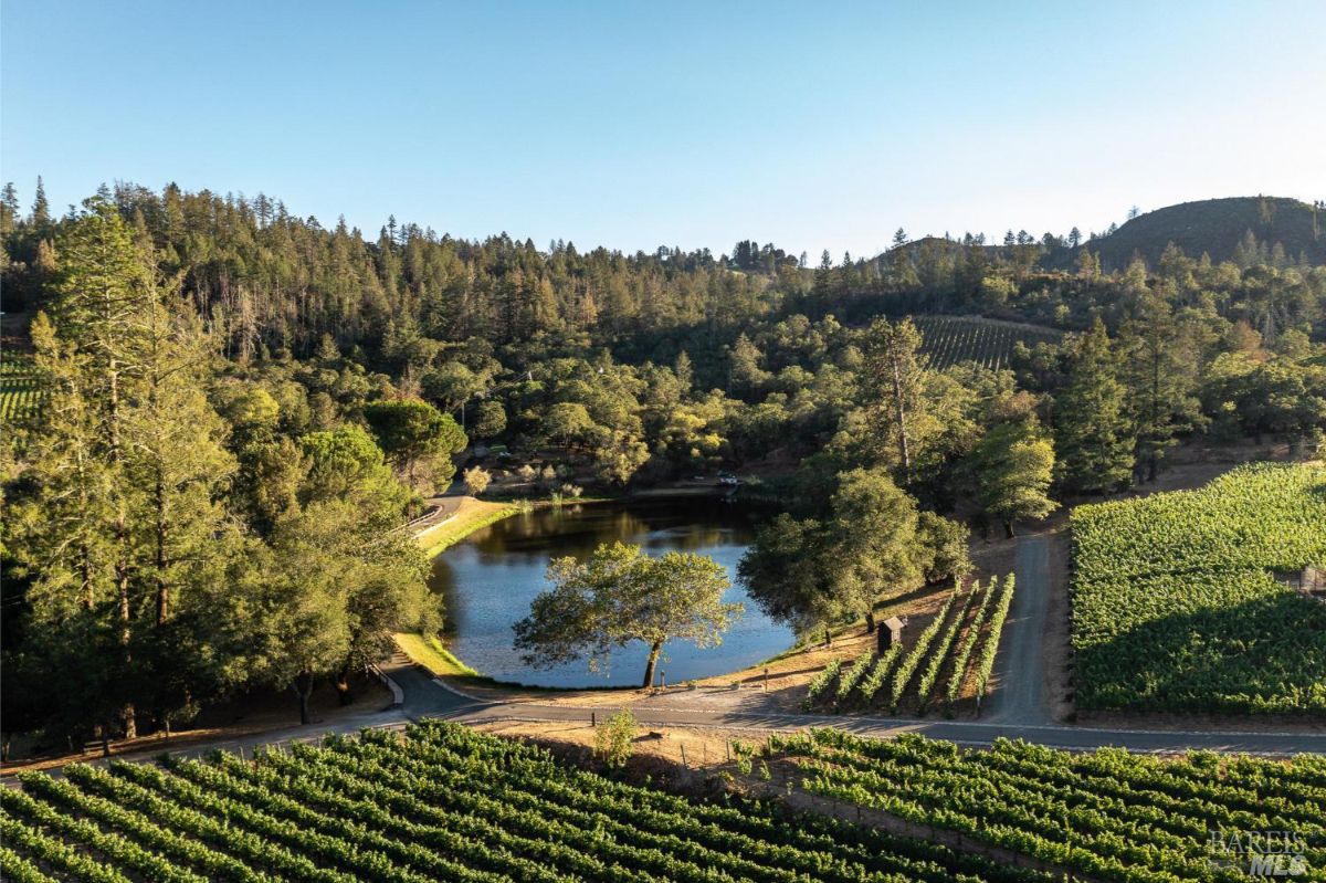  A tranquil pond framed by dense forests and surrounded by scenic vineyards, with sunlight reflecting off the still water, enhancing the serene ambiance.