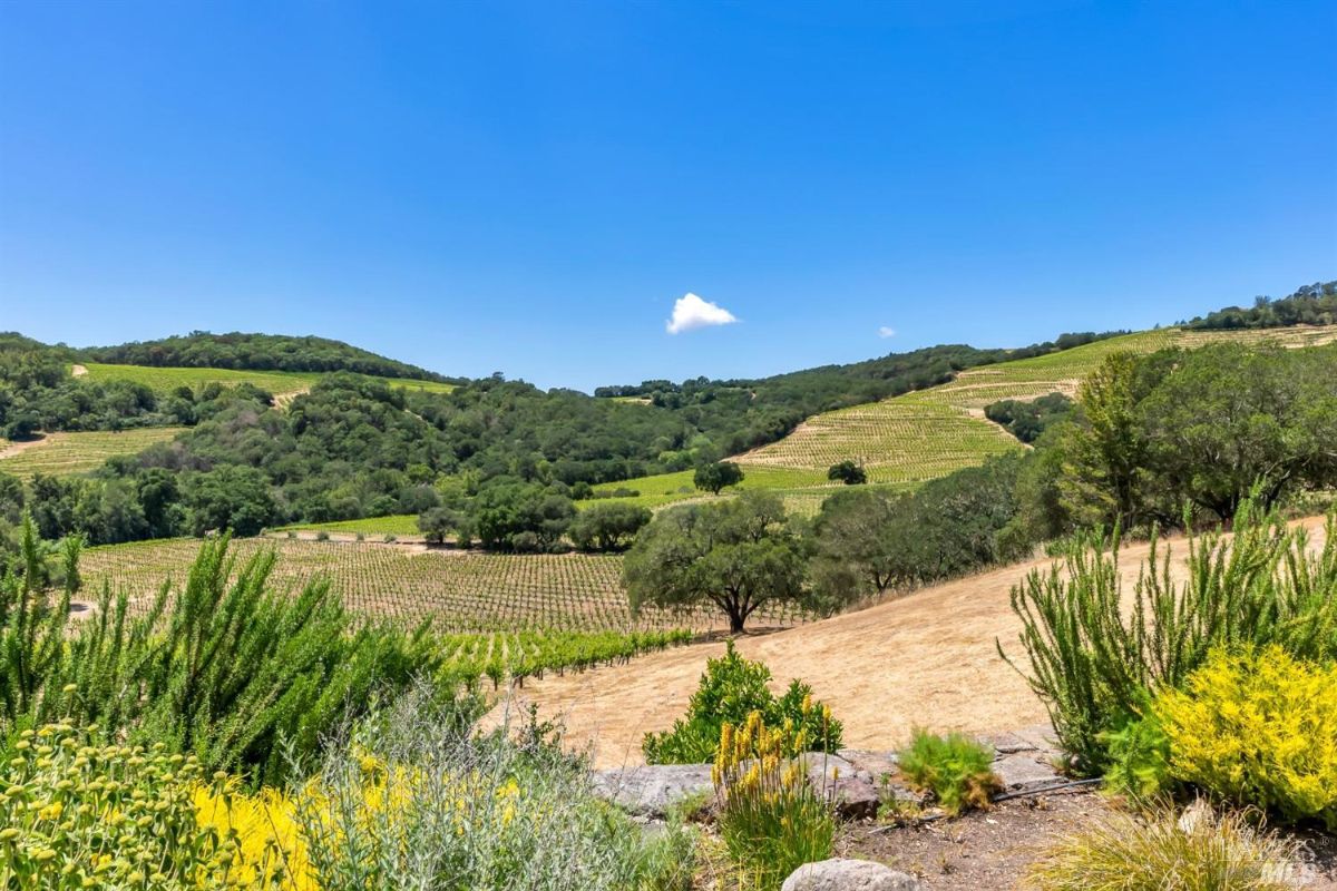 Vineyard with organized rows of grapevines stretching across gently sloping hills. Trees and greenery surround the vineyard, with a few patches of dry grass in the foreground. The background features rolling hills covered in trees under a clear blue sky.