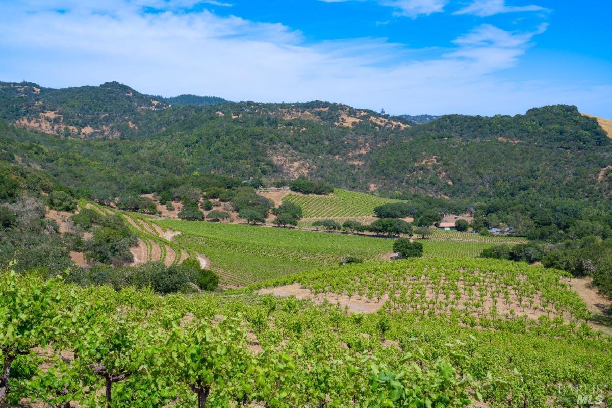 Vineyard with rows of grapevines spread across rolling hills. The landscape is surrounded by dense green forests and trees in the background. A small building is visible near the center, set within the vineyard.