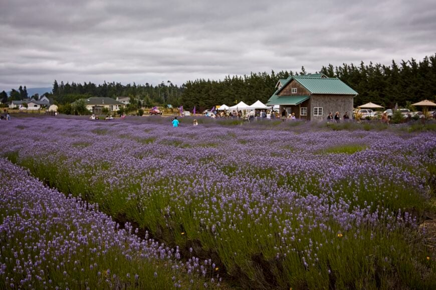 The current image has no alternative text. The file name is: Sequim_WA_—_Olympic_Lavender_Farm_—_003.jpg