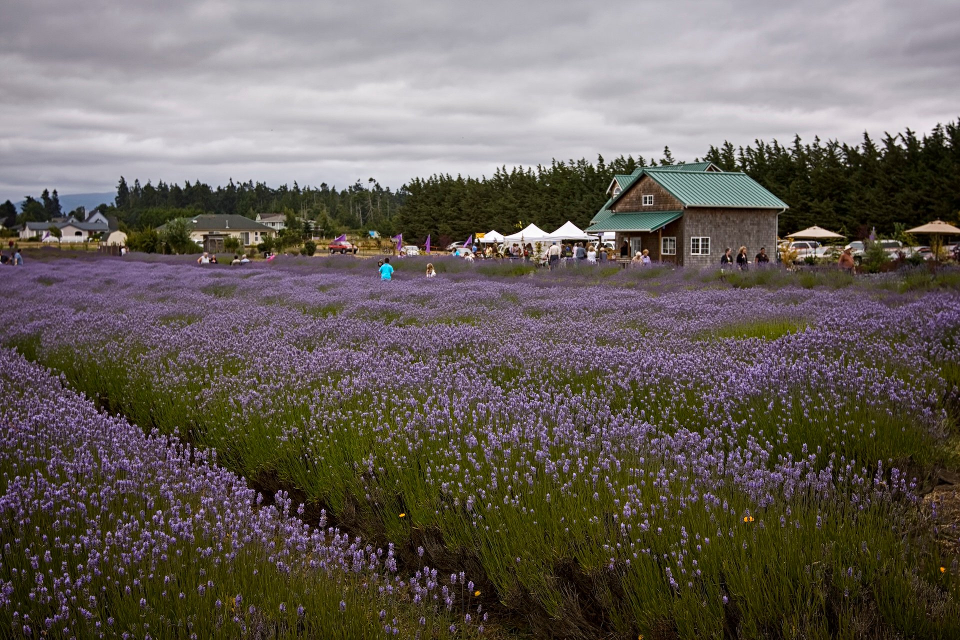 15 Scenic Towns on Washington's Olympic Peninsula Where Lavender's Purple Reign Rules the West Coast Landscape