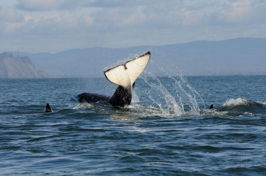 The current image has no alternative text. The file name is: Southern_Resident_Orca.jpg