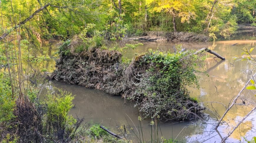 The current image has no alternative text. The file name is: Tickfaw_State_Park_Louisiana.jpg