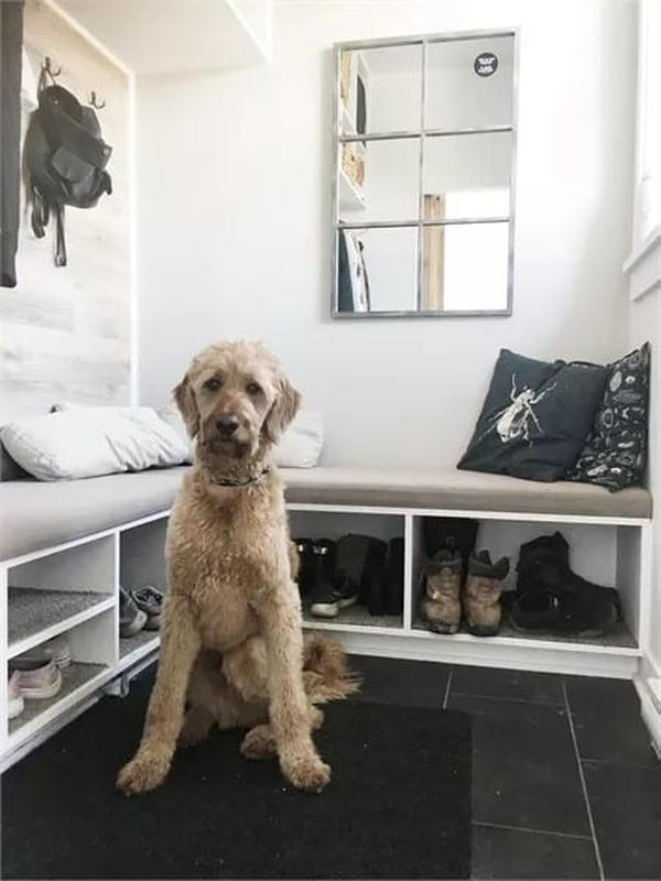 Look at That Dog! The Mudroom Is Perfect for Active Pups