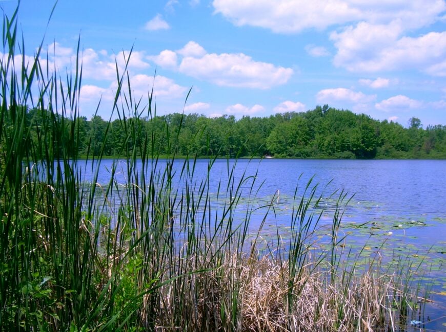 The current image has no alternative text. The file name is: Benton_Lake_Manistee_Forest.jpg