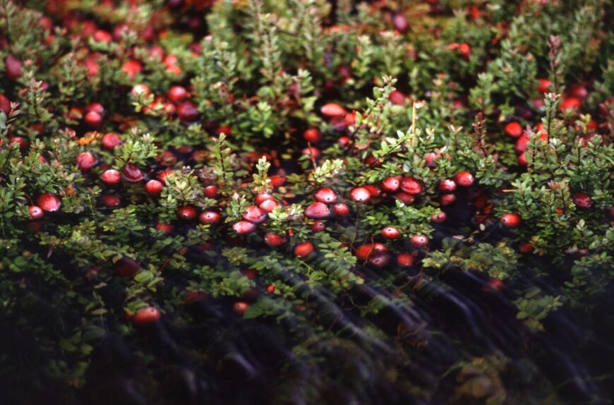 The current image has no alternative text. The file name is: Cranberry_bog.jpg