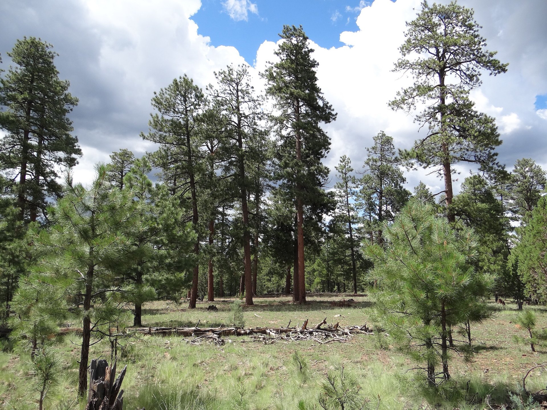10 Secluded Neighborhoods Comfortably Ensconced in Arizona's High Desert and Mountain Forest Regions