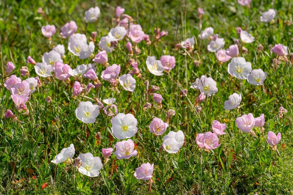 Experts Say These 20 “Low-Maintenance” Plants Are Actually Wrecking Your Yard
