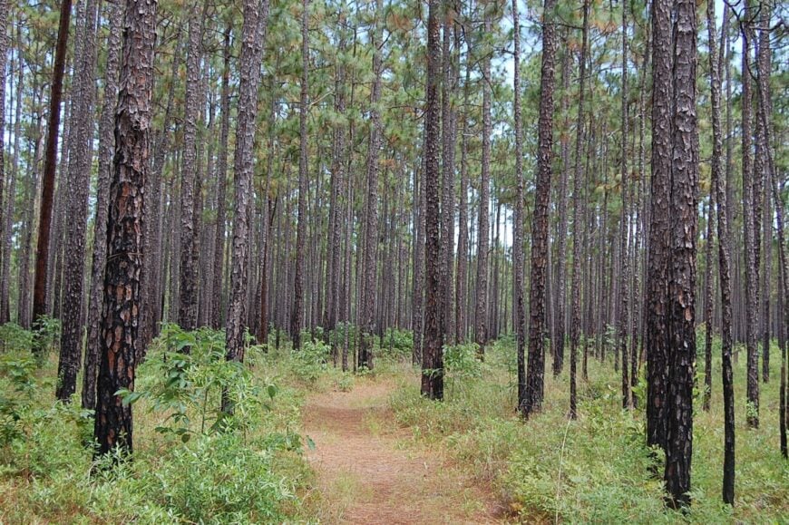The current image has no alternative text. The file name is: Francis_Marion.jpg