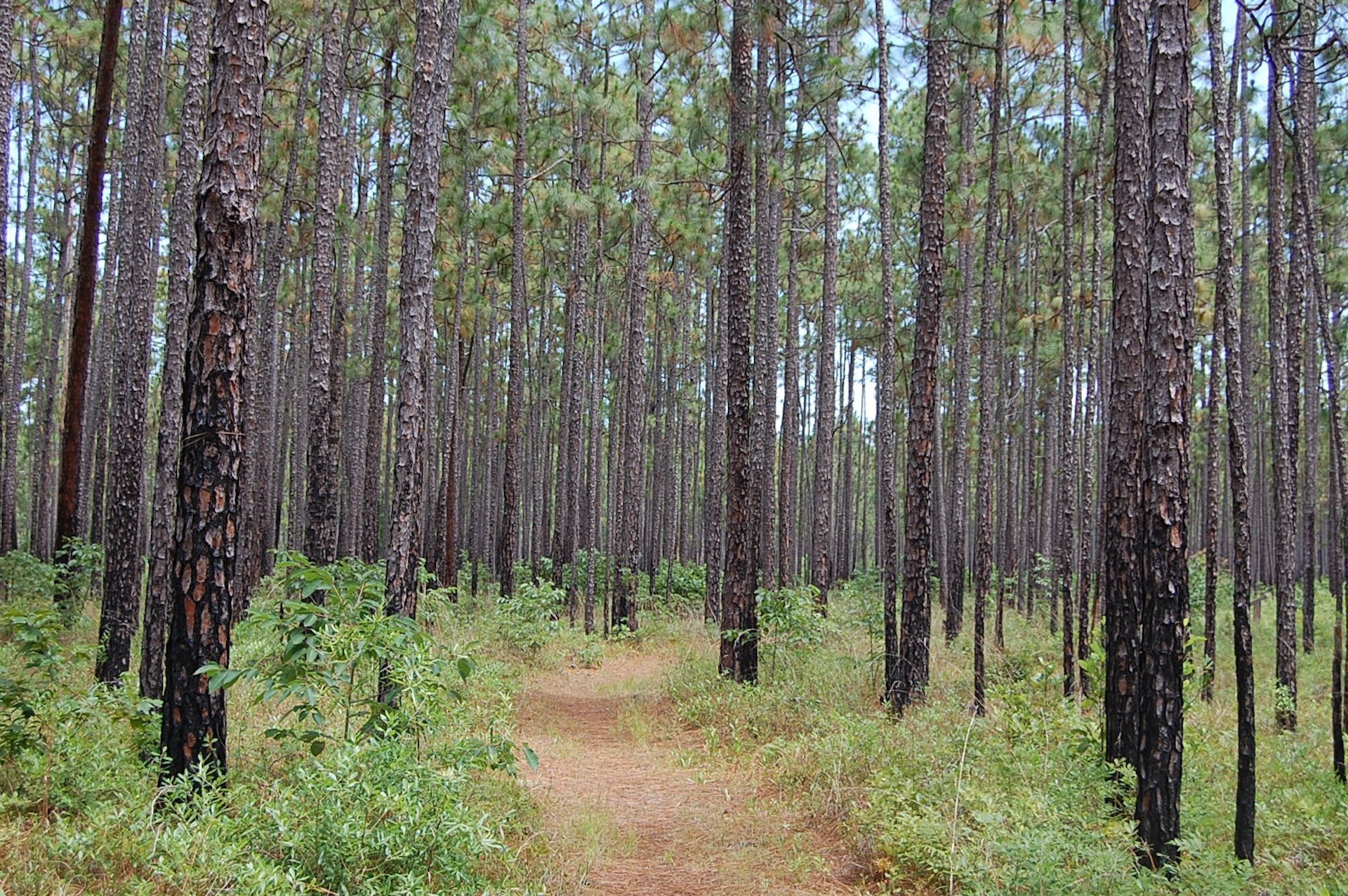 10 Secluded Lowcountry Towns Hidden in the Woodlands of Eastern South Carolina