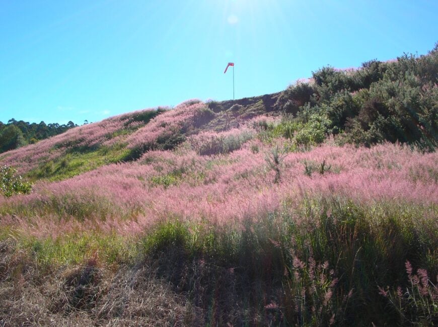 The current image has no alternative text. The file name is: Makawao_Forest_Reserve-Maui.jpg