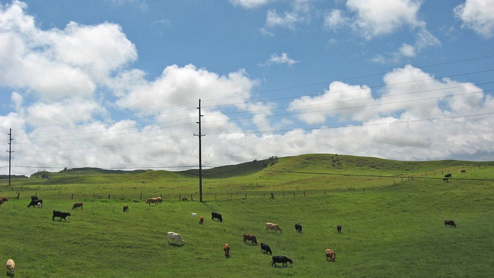 Waimea Town Image