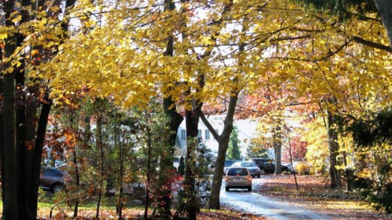 Dix Hills Town Image