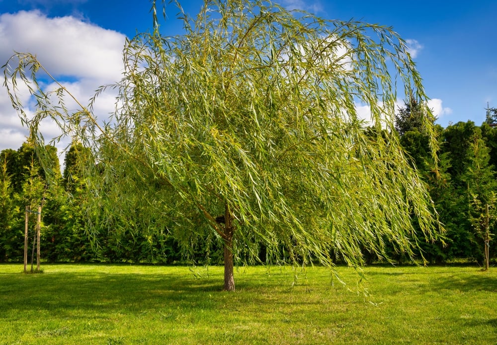 25 Common Plants and Flowers That’re Killing Your Home’s Curb Appeal and Repelling Buyers in Indiana
