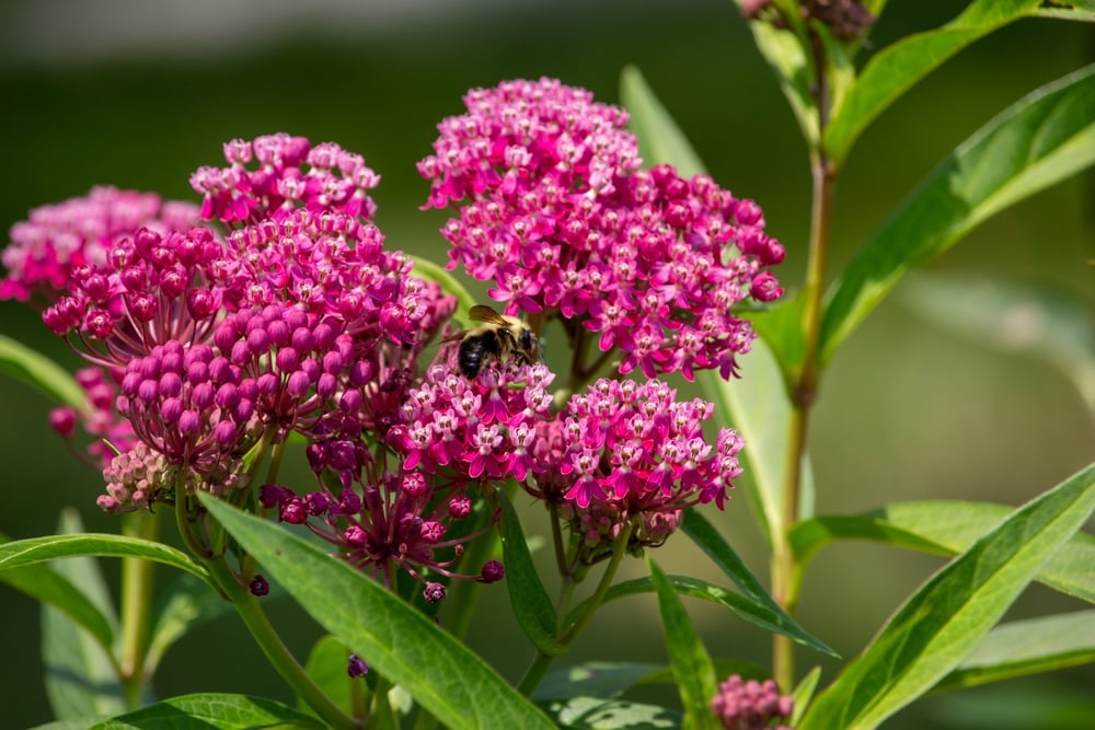Gardening Experts Agree These are the 30 Prettiest Flowers in Florida