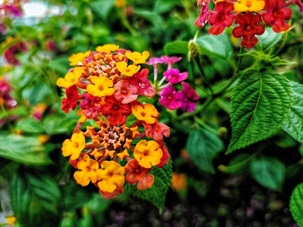 Texas Gardeners Are Obsessed With These 35 Gorgeous Heat-Loving Flowers That Thrive in Brutal Summers