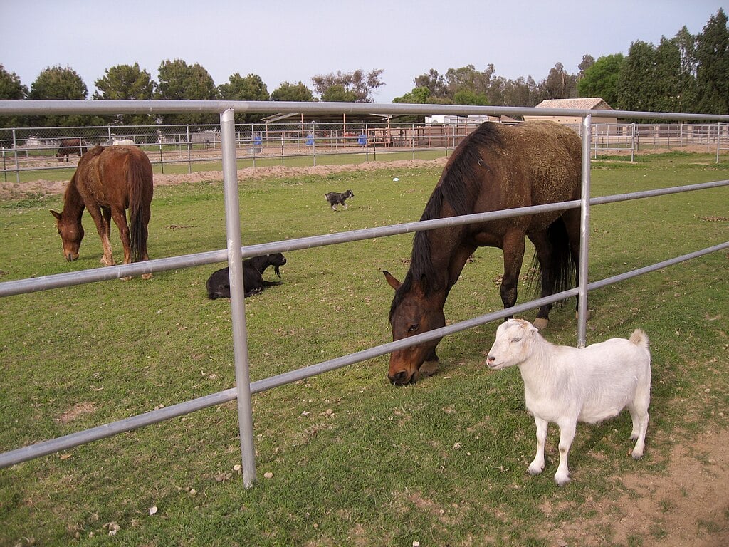 Waddell Town Image