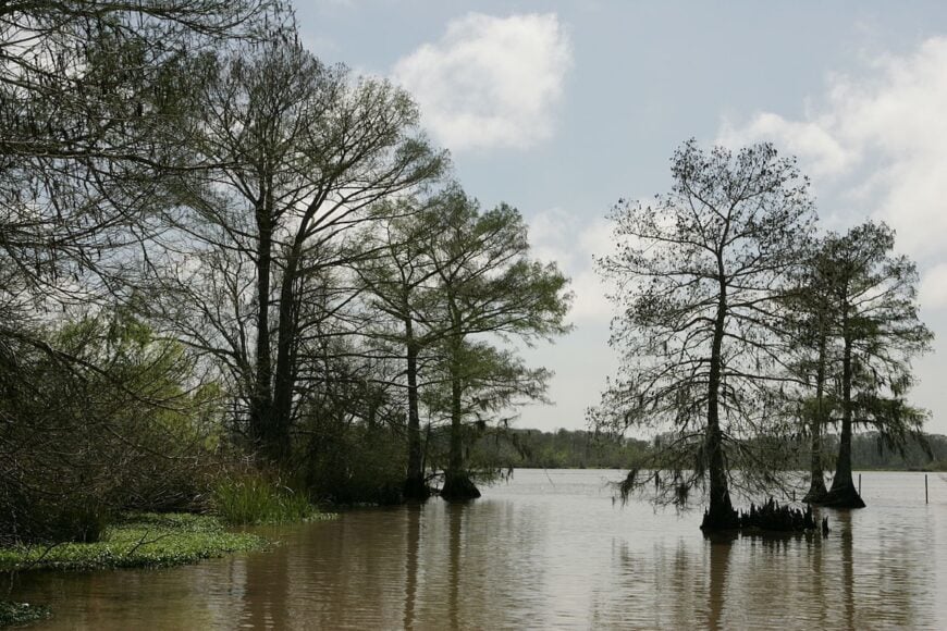 The current image has no alternative text. The file name is: 1280px-Bald_cypress_-_Lacassine_National_Wildlife_Refuge.jpeg