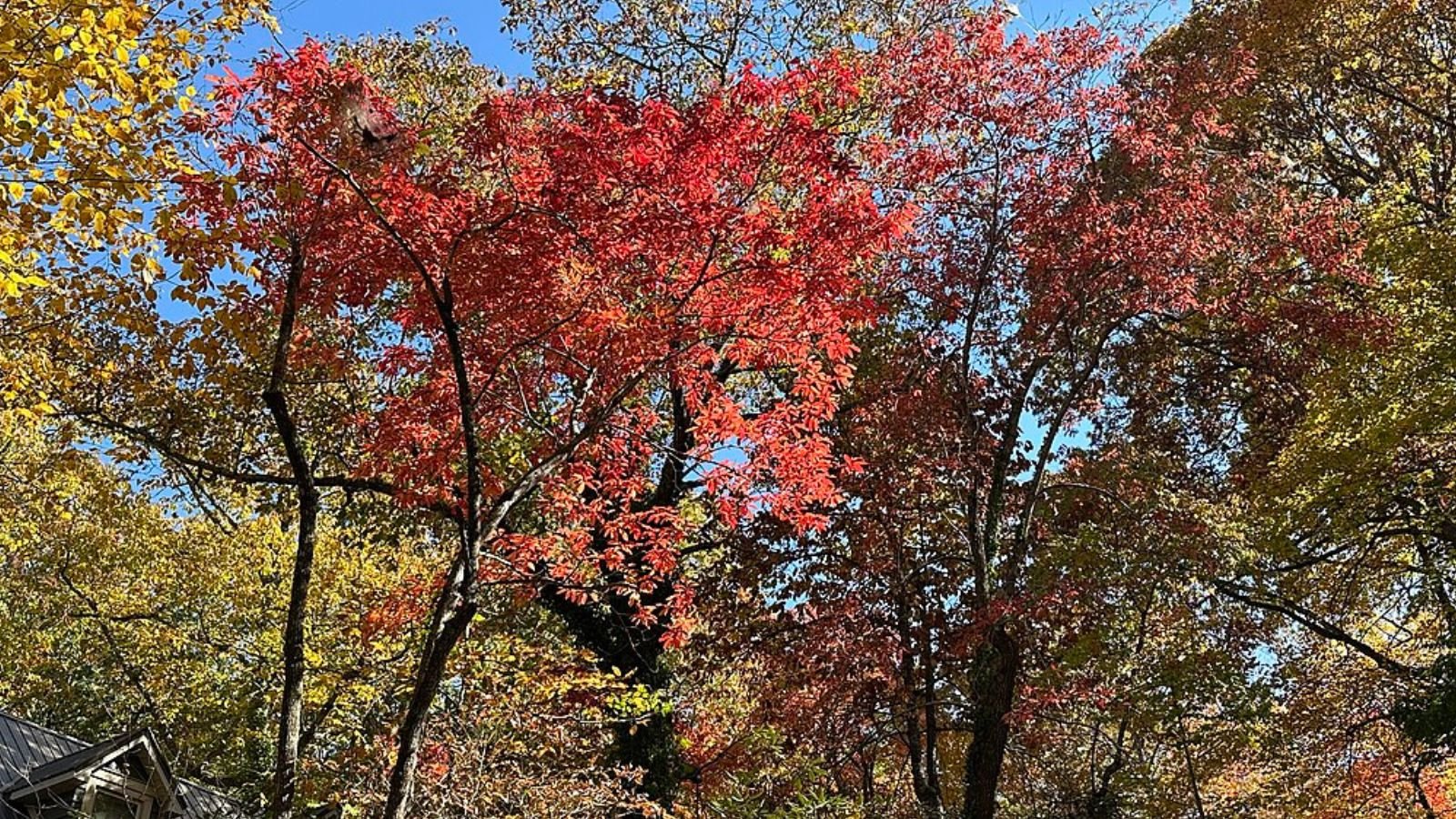 Montreat Town Image