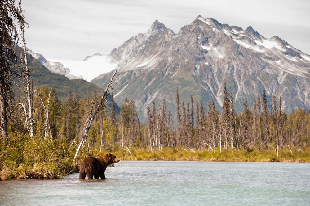 These 25 U.S. Towns & Areas Have the Highest Number of Bear Attacks on Record Since 2010