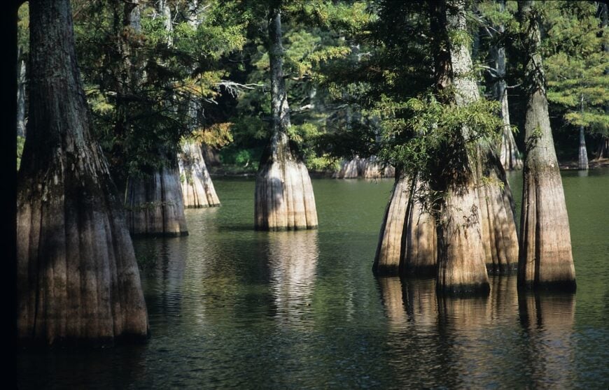 The current image has no alternative text. The file name is: Big_Thicket_National_Preserve.jpg