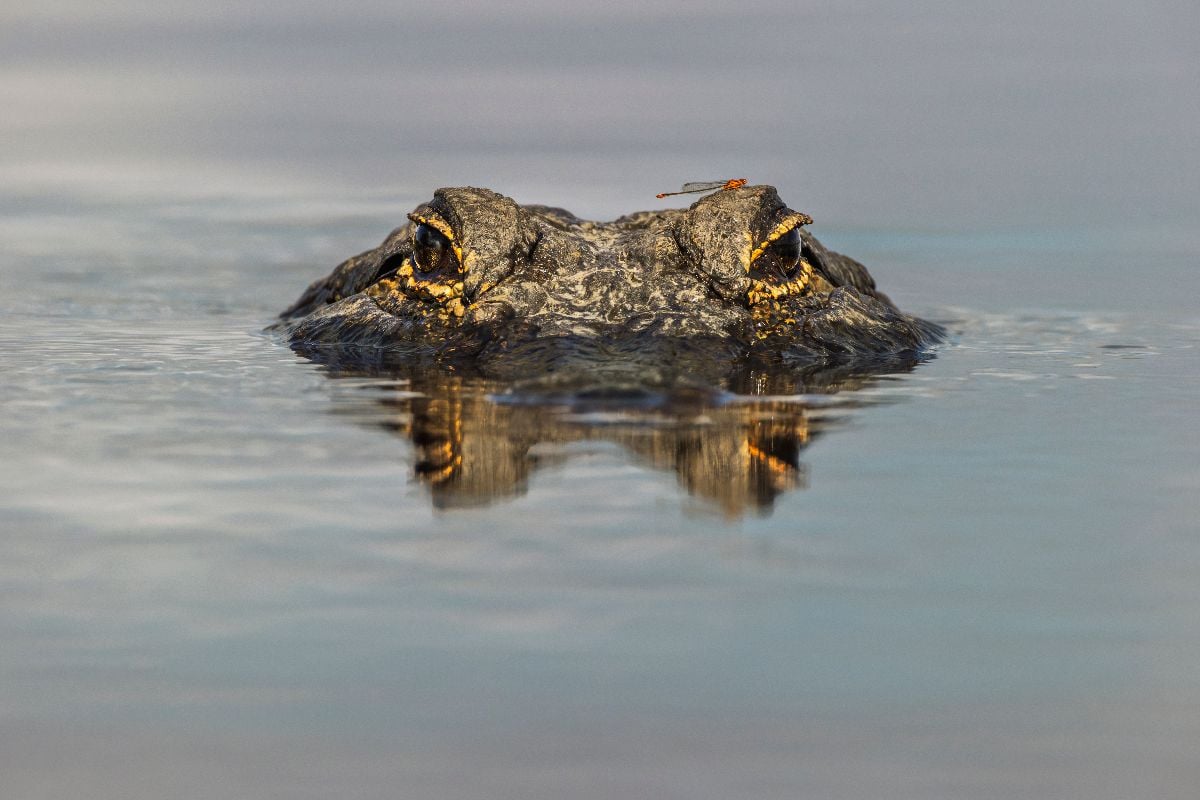 Alligator from eye level with water.