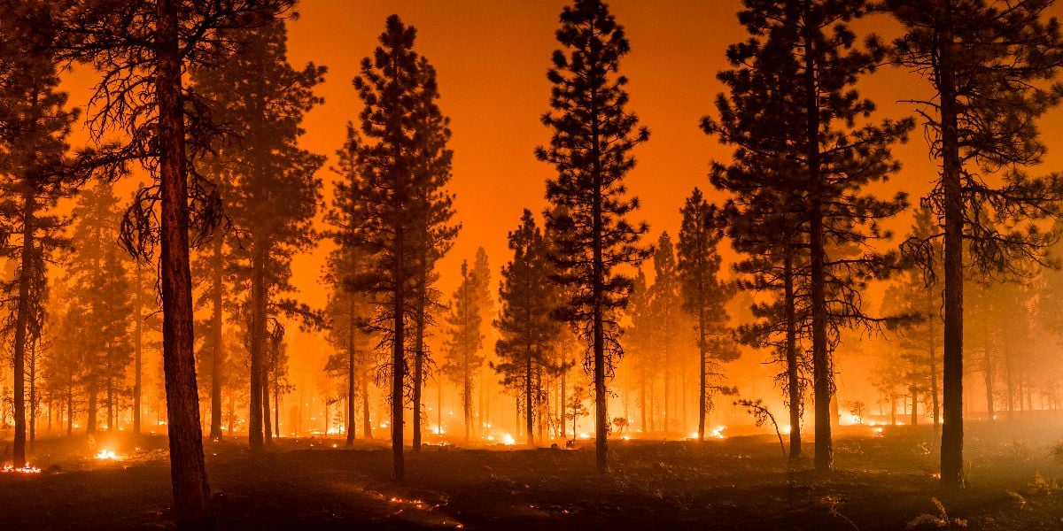 Wildfire burns ground in the forest.